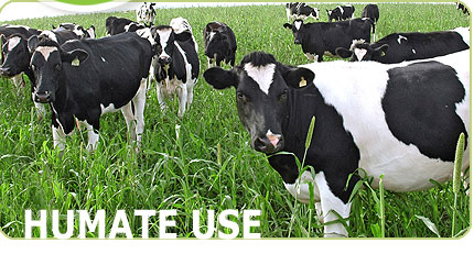 image-left-humate-use-livestock